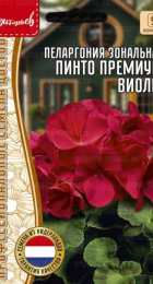 Пеларгония Пинто Премиум Виолет зональная (Pinto Premium Violet) (Григорьев) - Сезон у Дачи