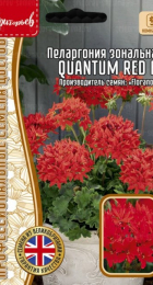 Пеларгония Quantum Red F1 (Григорьев) - Сезон у Дачи