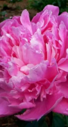 Пион Амабилис полумахровый - Сезон у Дачи