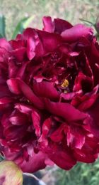 Пион Биг Бен махровый розовидный - Сезон у Дачи