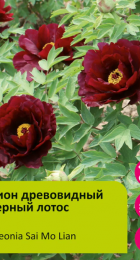 Пион древовидный Черный лотос 1шт/Paeonia Sai Mo Lian (Сай Мо Лен) - Сезон у Дачи