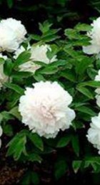 Пион древовидный Нефритовая Принцесса 1шт - Сезон у Дачи