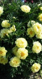 Пион древовидный Зеленые Бобы 1шт - Сезон у Дачи