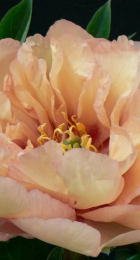 Пион Клаудс Оф Колорс ИТО-гибрид (1 шт) - Сезон у Дачи