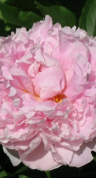 Пион Леди Александра Дафф молочноцветковый - Сезон у Дачи