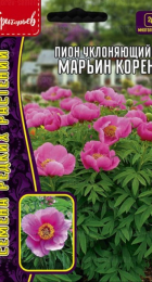 Пион Марьин Корень уклоняющийся (Григорьев) - Сезон у Дачи