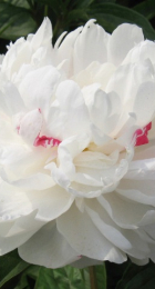 Пион молочноцветковый Красная звезда на снежном холме /Xue Shan Hong Xing 1шт - Сезон у Дачи