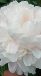 Пион молочноцветковый Поющий источник /Paeonia Sha Jin Guan Ding 1шт - Сезон у Дачи