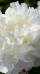 Пион молочноцветковый Снежный пик /Paeonia Xue Feng 1шт - Сезон у Дачи