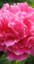 Пион молочноцветковый Утрений иней /Paeonia Hong Yan Fei Shuang 1шт - Сезон у Дачи