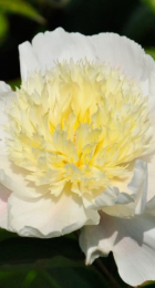 Пион молочноцветковый Золотая шпилька /Paeonia Jin Zan Ci Yu 1шт - Сезон у Дачи