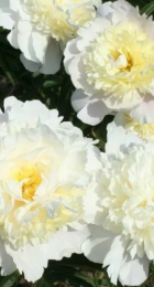 Пион молочноцветковый Золотой ореол /Paeonia Jin Dai Wei 1шт - Сезон у Дачи