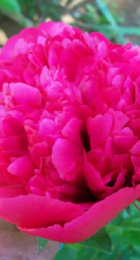 Пион Ренато - Сезон у Дачи