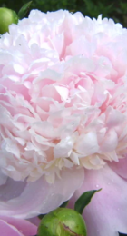 Пион Свит 16 - Сезон у Дачи