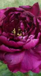 Пион В.Ф.Тёрнер махровый - Сезон у Дачи