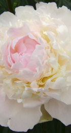 Пион Вог 1шт (ВС) - Сезон у Дачи