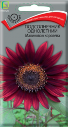 Подсолнечник Малиновая Королева (Поиск) - Сезон у Дачи