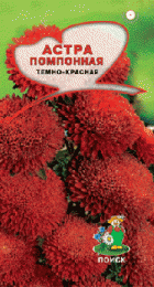 Астра помпонная Темно-красная - Сезон у Дачи
