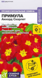 Примула Аккорд Скарлет (Сем Алт) - Сезон у Дачи