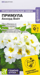 Примула Аккорд Вайт (Сем Алт) - Сезон у Дачи