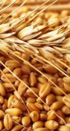 Пшеница 1кг - Сезон у Дачи