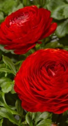 Ранункулюс Красный пионовидный - Сезон у Дачи