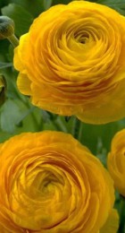 Ранункулюс Желтый пионовидный - Сезон у Дачи