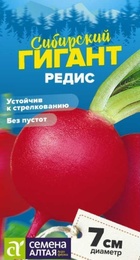 Редис Сибирский гигант (Сем Алт) - Сезон у Дачи