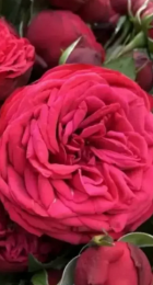 Роза Адажио центифольная столепестковая (Барнаул) - Сезон у Дачи