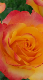 Роза Мега Стар флорибунда (Барнаул) - Сезон у Дачи