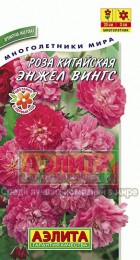 Роза Энжел Вингс китайская - Сезон у Дачи