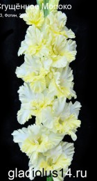 Гладиолус Сгущенное молоко 513-с-10 - Сезон у Дачи