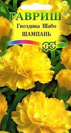 Гвоздика Шабо Шампань - Сезон у Дачи