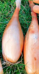 Лук-севок Шалот (Семейный) Банан 1кг - Сезон у Дачи