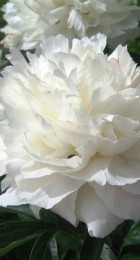 Пион Ширли Темпл молочноцветковый - Сезон у Дачи