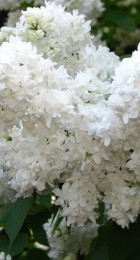 Сирень Советская Арктика - Сезон у Дачи