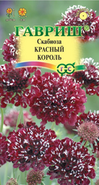 Скабиоза Красный король (Гавриш) - Сезон у Дачи