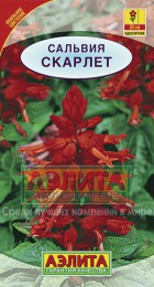 Сальвия Скарлет (Аэлита) - Сезон у Дачи
