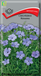 Смолевка Мальвина (Поиск) - Сезон у Дачи