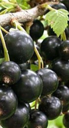 Смородина черная Ядреная - Сезон у Дачи