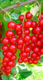 Смородина красная Андрейченко - Сезон у Дачи