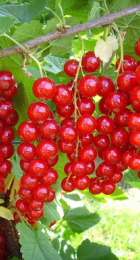 Смородина красная Сахарная - Сезон у Дачи