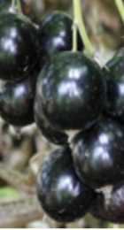 Смородина черная Валовая - Сезон у Дачи