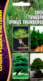 Сосна Тунберга /Pinus thunbergii (ЧК) - Сезон у Дачи
