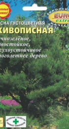 Сосна Живописная густоцветная (Аэлита Экстра) - Сезон у Дачи