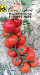 Томат Форте Маре F1 (Семко) - Сезон у Дачи