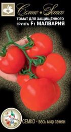 Томат Малвария F1 (Семко) - Сезон у Дачи
