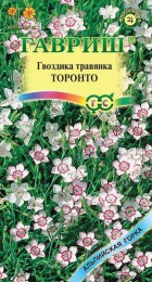 Гвоздика травянка Торонто /серия Альпийская горка - Сезон у Дачи