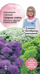 Трахелиум Суприм смесь /семена от Ганичкиной 5шт (Ботаника) - Сезон у Дачи