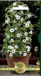 Тунбергия Сюзи Вайт (БиоТехника) - Сезон у Дачи